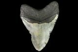Bargain, Fossil Megalodon Tooth - North Carolina #108972-1